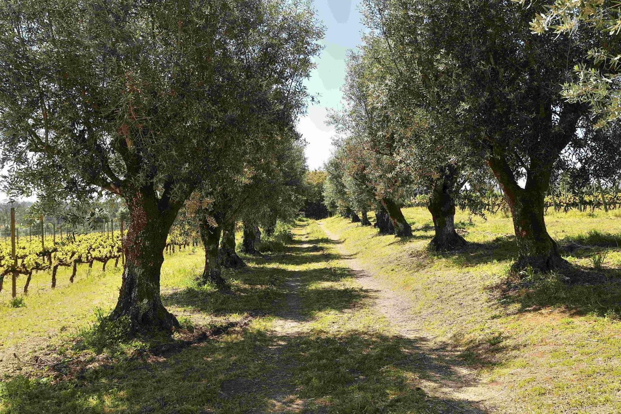 فيلا Quinta Da Fata نيلاس المظهر الخارجي الصورة